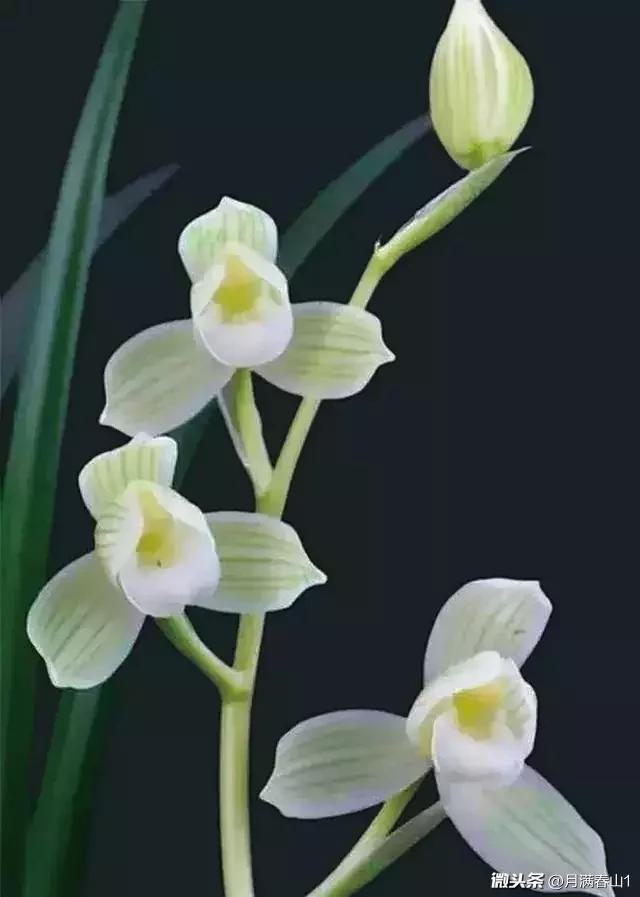 picname