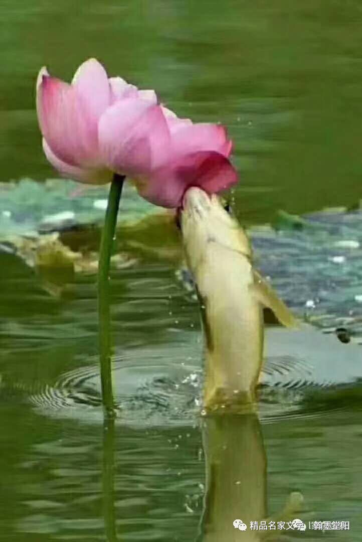 picname