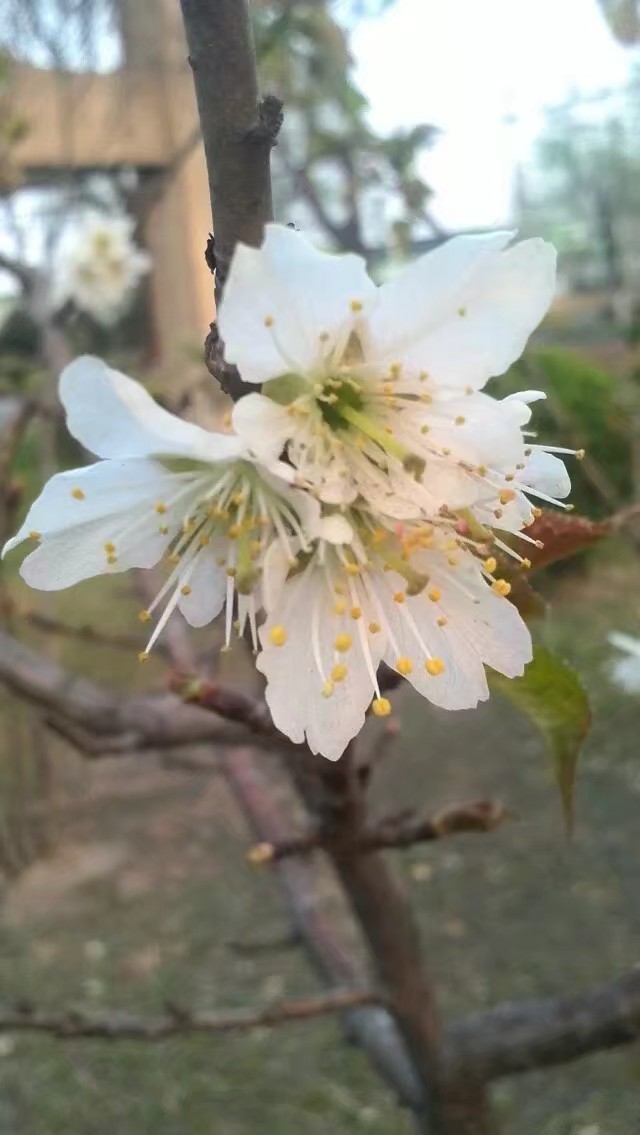 picname