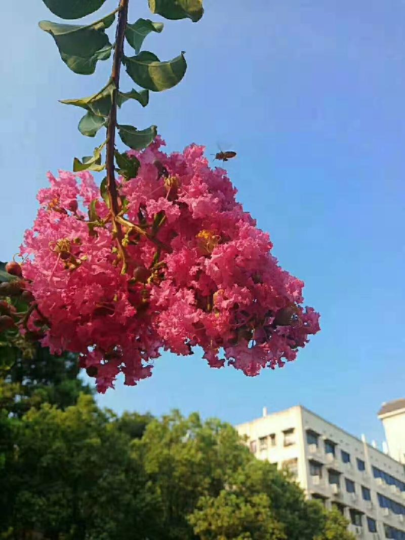 picname