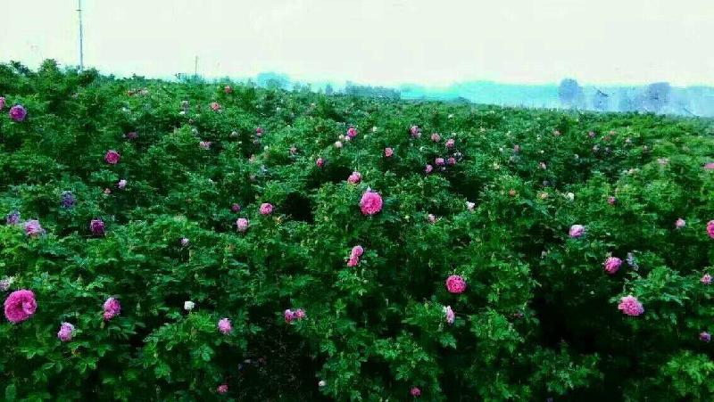 8E549901-6494-4C92-AF57-DB1D9CD97127