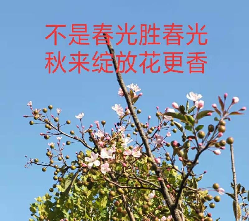mmexport1573514181241