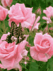 u_445943652_875403620&fm_26&gp_0